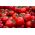 토마토 "Alka"- 다양한 직접 씨 뿌리지기 - COATED SEEDS - 100 종자 - Lycopersicon esculentum Mill  - 씨앗