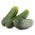 Cucumber "Krak" - field, pickling variety - COATED SEEDS - 50 seeds