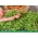Microgreens - الريحان الأخضر "كبير الحلو" - أوراق الشباب مع ذوق استثنائي - 1950 بذور - Ocimum basilicum  - ابذرة