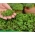 Microgreens - брокколі - молоде листя з неповторним смаком - 1500 насінин - Brassica oleracea L. var. italica Plenck - насіння