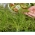 Microgreens - Zimná cibuľa - mladé listy s výnimočnou chuťou - Allium fistulosum  - semená