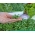 „Microgreens“ - žalieji kopūstai - jauni lapai su išskirtiniu skoniu - 900 sėklų -  - sėklos