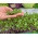 Microgreens - Kohlrabi - برگ جوان با طعم استثنایی - 1040 دانه - Brassica oleracea var. Gongylodes L.