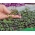 Microgreens - כרוב אדום - עלים צעירים עם טעם יוצא דופן - 1080 זרעים - Brassica oleracea,convar. capitata,var. rubra.