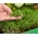 Microgreens - Dill - junge, leckere Blätter