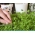 Microgreens - Alfalfa - daun muda dengan rasa yang luar biasa - Medicago sativa - benih