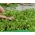 マイクログリーン - ロケット、ルッコラ - 特別な味を持つ若い葉 -  620粒 - Eruca vesicaria - シーズ