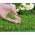 Microgreens - Градинска креса - млади листа с изключителен вкус - 1800 семена - Lepidium sativum