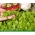 Microgreens  - 绿色生菜 - 具有特殊口味的幼叶--1250粒种子 - Lactuca sativa  - 種子