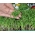 Microgreens - Ispanak - olağanüstü tadı olan genç yapraklar - 800 tohum - Spinacia oleracea L. - tohumlar