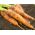 Mrkev "Nantes 3" - stredne skorá odroda - COATED SEEDS - 400 semien - Daucus carota ssp. sativus  - semená