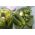 Cucumber "Sremski" - no. 1 bestselling hit in Poland - COATED SEEDS - 50 seeds