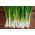 Cebolla de verdeo - Winter Nest - 900 sementes - Allium fistulosum
