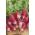 BIO - Radish "Mic dejun francez 3" - semințe organice certificate - 425 semințe - Raphanus sativus L.