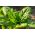 بیو - اسفناج "Winterreuzen" - گواهی دانه های گواهی شده - 800 دانه - Spinacia oleracea L.