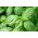 БИО - Босиљак "Италиано Цлассицо" - сертификовано органско семе - 325 семена - Ocimum basilicum 