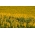 Lupin jaune annuel - idéal pour la culture tardive - 500 g de graines - 3000 graines - Lupinus luteus