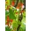 होम गार्डन - बड़े फूलों वाली फ्रेंच बीन "हेस्टिया" - इनडोर और बालकनी की खेती के लिए - 