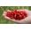 家庭花园 - 野草莓“阿提拉”，尾随品种 - 室内和阳台种植 -  330粒种子 - Fragaria vesca L. - 種子