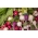 Хоме Гарден - Мешавина сорте ротквица - за узгој у затвореном простору и на балкону - 850 семена - Raphanus sativus L.