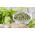 Home Garden - lovage - för inomhus och balkong odling - Levisticum officinale - frön