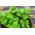 가정 정원 - 사과 박하 - 실내와 발코니 경작을 위해; 파인애플 민트, 양털 민트, 둥근 잎 박하 - Mentha rotundifolia - 씨앗