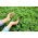 Jardin d'Intérieur - Menthe odorante, menthe à feuilles ronde - pour la culture en intérieur et sur balcon - Mentha rotundifolia - graines