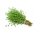 Domov Vrt - timijan "Sloneczko" - za gojenje v zaprtih prostorih in na balkonu - Thymus vulgaris - semena