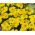 Французький календули "Сонячний" - лимонно-жовтий - 350 насінин - Tagetes patula L. - насіння