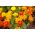 Marigold Perancis - campuran varietas bunga tunggal - 350 biji - Tagetes patula nana 