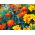 Marigold Perancis - campuran varietas bunga tunggal - 350 biji - Tagetes patula nana 