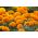 Marigold Meksiko - campuran varietas tanpa aroma - 300 biji - Tagetes erecta 