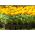 Meksika kadife çiçeği - kokusuz çeşitli karışım - 300 tohum - Tagetes erecta  - tohumlar