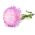 ดอกพีโอนี่ดอกโบตั๋นสีขาวสีชมพู - 500 เมล็ด - Callistephus chinensis
