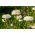 白いポンポンフラワーアスター -  500種子 - Callistephus chinensis - シーズ