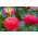 赤いポンポンフラワーアスター -  500種子 - Callistephus chinensis - シーズ
