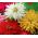 Crisantemo zinnia - variedad mix - 120 semillas - Zinnia elegans chrysantha