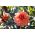 Garden dahlia "Diablo" - 120 zaden - Dahlia variabilis