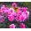 정원 달리아 "디아블로"- 120 종자 - Dahlia variabilis - 씨앗