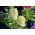Kollane karjavaru "Excelsior"; kümme nädalat - 300 seemet - Matthiola incana annua - seemned