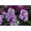 Liliomkék tőzsde "Excelsior"; tíz hetes állomány - 300 mag - Matthiola incana annua - magok