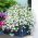 Thùy trắng viền; lobelia vườn, lobelia trailing - 3200 hạt - Lobelia erinus