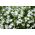 Lobelia tepi putih; taman lobelia, trailing lobelia - Lobelia erinus
