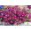 Karmínovo-červené lemovanie lobelie; záhrada lobelia, vlečná lobelia - 3200 semien - Lobelia erinus - semená