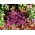 까마귀 - 빨강 가장자리가 새는 로벨리아; 정원 lobelia, 후행 lobelia - 3200 종자 - Lobelia erinus - 씨앗