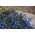 蓝色边缘半边莲;花园半边莲，尾随半边莲 -  6400粒种子 - Lobelia erinus - 種子