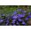 Modré lemování lobelie; zahradní lobelie, vlečná lobelie - 6400 semen - Lobelia erinus - semena