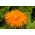 盆栽万寿菊“收音机” -  240粒种子 - Calendula officinalis - 種子