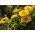 القزم وعاء القطيفة - 240 البذور - Calendula officinalis - ابذرة