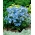Larkspur siberiano azul, delphinium chinês - 375 sementes - Delphinium grandiflorum